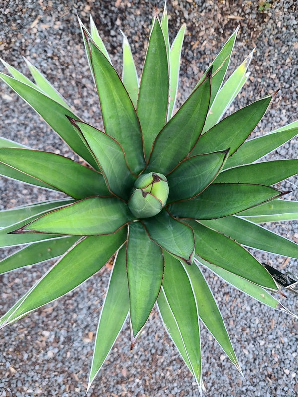 Image of Agave x lophahui 'Nutty Professor' taken at Juniper Level Botanic Gdn, NC by JLBG