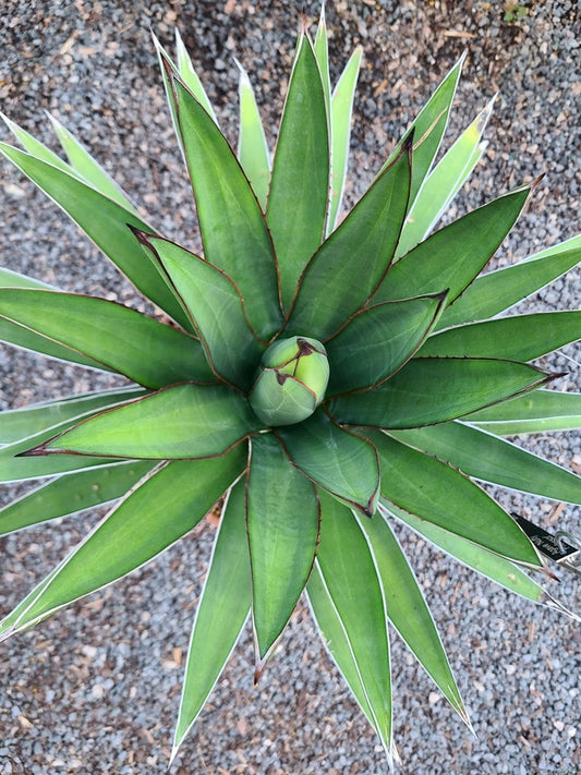 Image of Agave x lophahui 'Nutty Professor' taken at Juniper Level Botanic Gdn, NC by JLBG