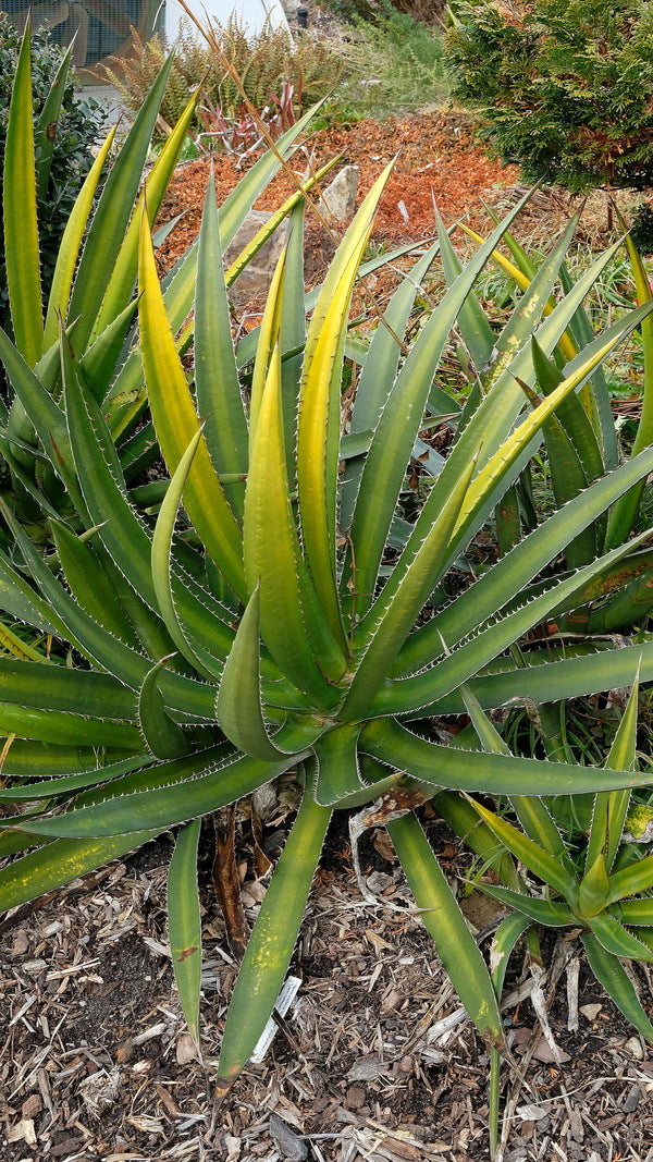 Image of Agave lophantha 'Goldfinger' taken at Juniper Level Botanic Gdn, NC by JLBG