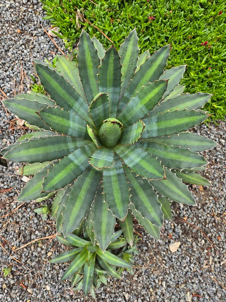 Agave | Agave Plants for Sale | Variegated Agave for Sale