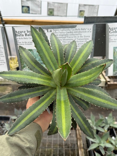 Image of Agave lophantha 'La Bufa Baby'