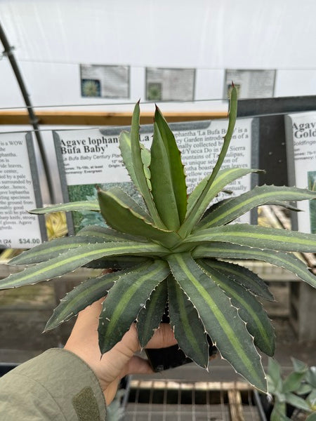 Image of Agave lophantha 'La Bufa Baby'