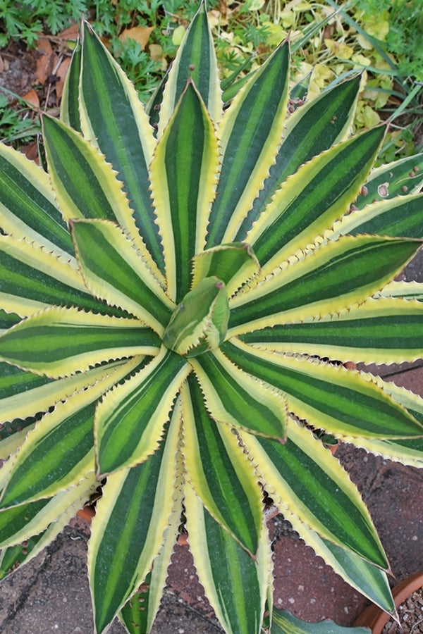 Image of Agave lophantha 'Quadricolor' taken at Juniper Level Botanic Gdn, NC by JLBG