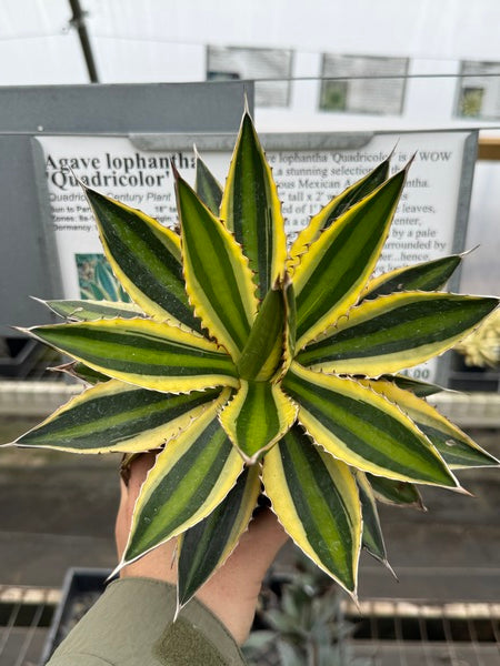 Image of Agave lophantha 'Quadricolor'