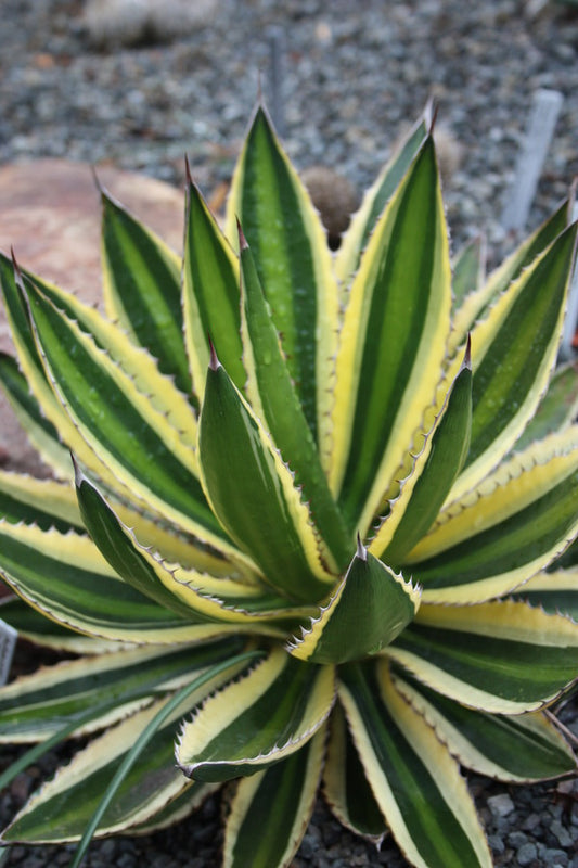 Image of Agave lophantha 'Quadricolor' taken at Juniper Level Botanic Garden, Raleigh NC by JLBG
