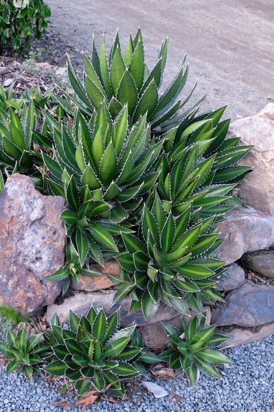 Image of Agave lophantha 'Splendida' taken at Juniper Level Botanic Gdn, NC by JLBG