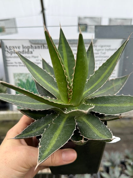 Image of Agave lophantha 'Splendida'