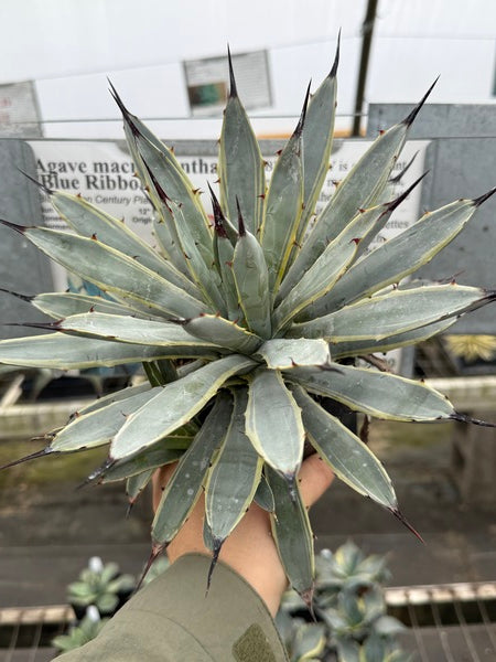 Agave macroacantha Blue Ribbon