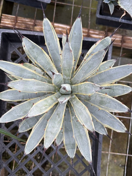 ribbon succulent plant Learn about Agave macroacantha 'Blue Ribbon' | Blue Ribbon Century Plant