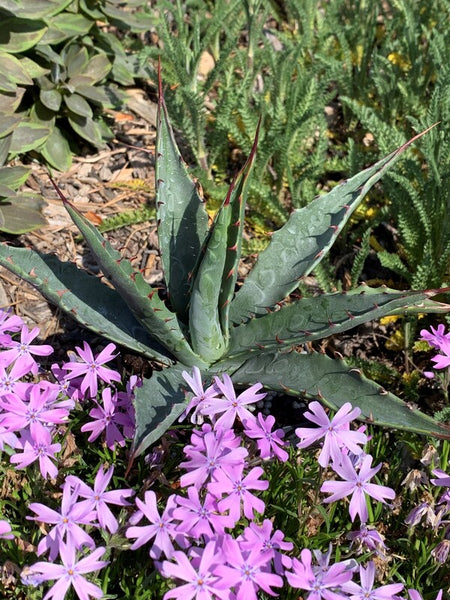 Agave mckelveyana