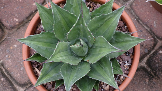 Image of Agave montana 'Lime Flash' taken at Juniper Level Botanic Gdn, NC by JLBG