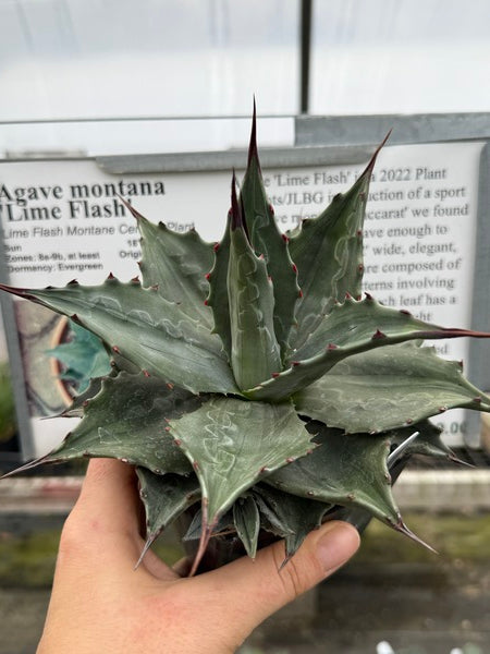 アガベ　モンタナ　ライムフラッシュ Agave montana Lime Flash