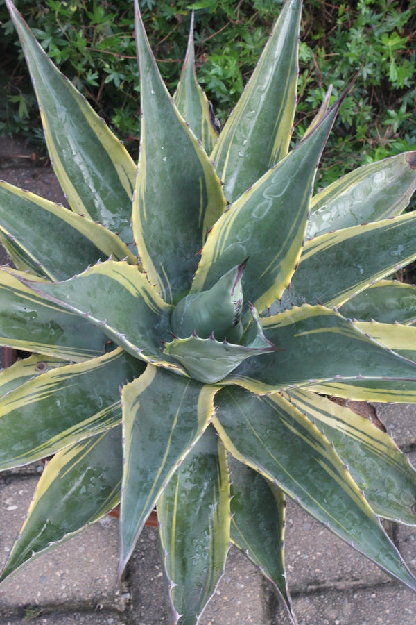 Image of Agave montana 'Tiffany' taken at Juniper Level Botanic Gdn, NC by JLBG
