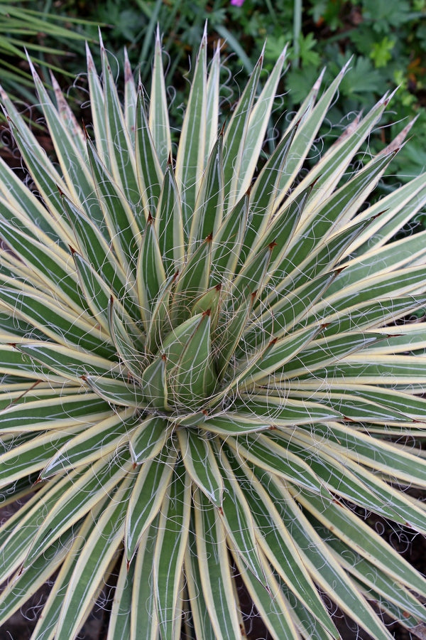 Image of Agave multifilifera 'Starshine' taken at Juniper Level Botanic Gdn, NC by JLBG