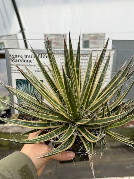 Image of Agave multifilifera 'Starshine'