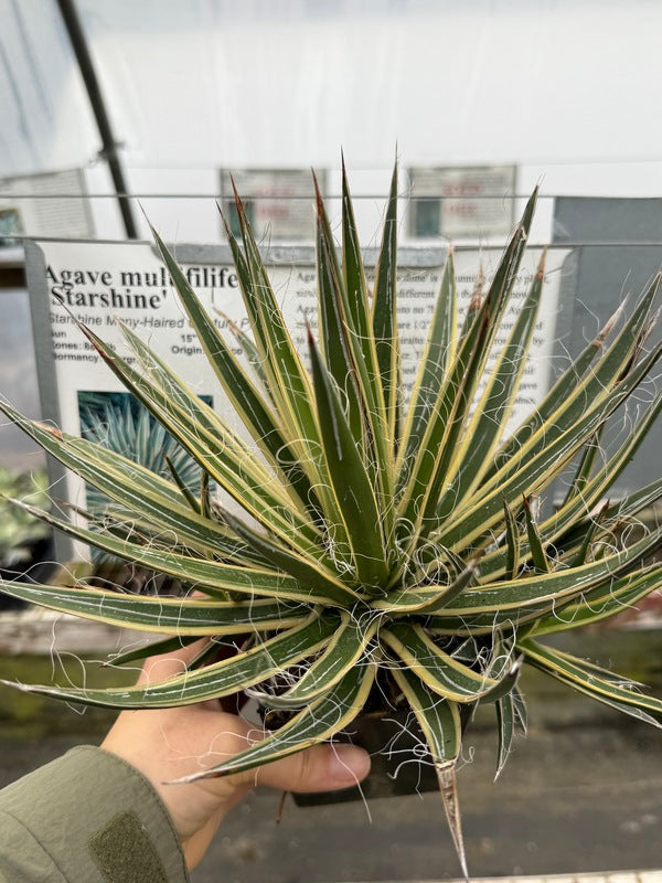 Agave multifilifera Starshine