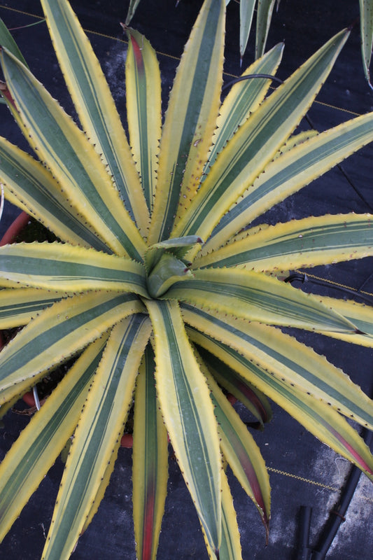 Image of Agave murpheyi 'Engard' taken at Walters Gardens, MI