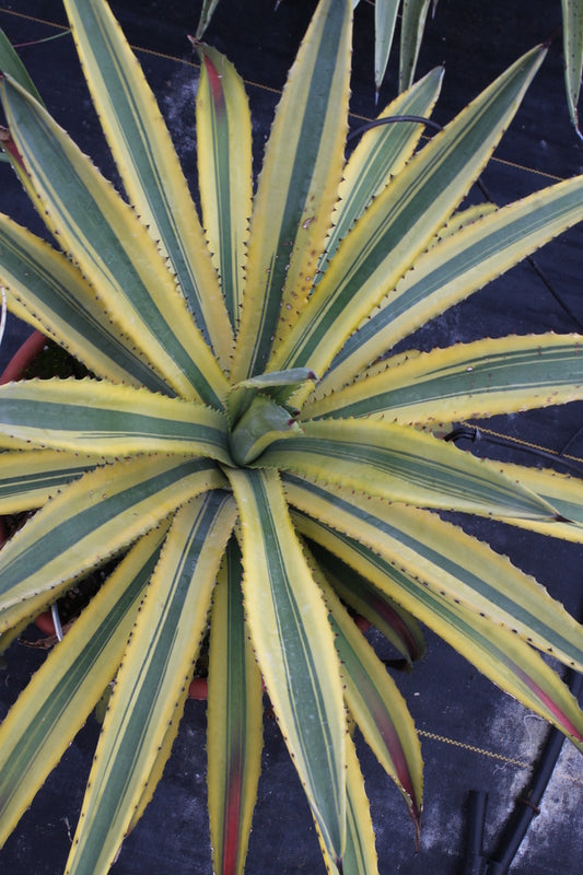 Image of Agave murpheyi 'Engard' taken at Walters Gardens, MI