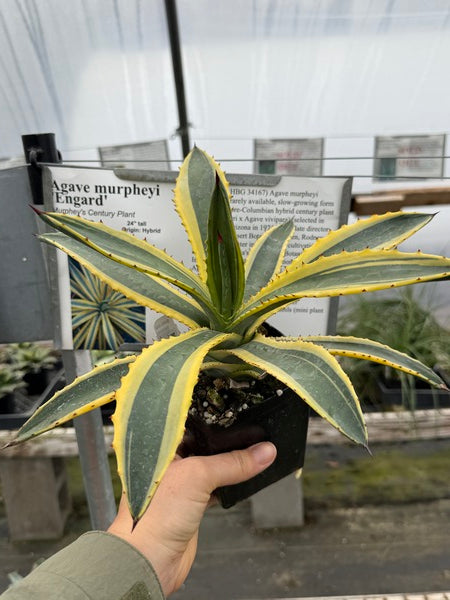 Image of Agave murpheyi 'Engard'