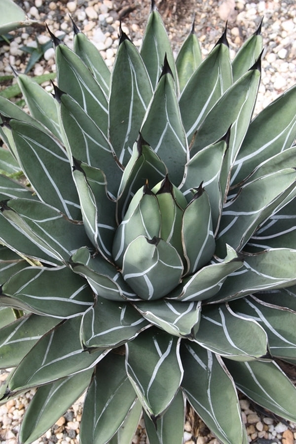 Agave nickelsiae | King Ferdinand Century Plant - Plant Delights