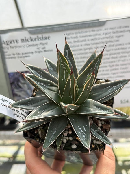 Image of Agave nickelsiae