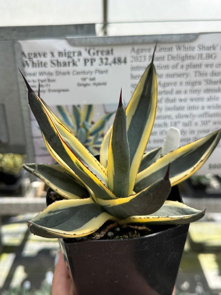 Image of Agave x nigra 'Great White Shark' PP 32,484