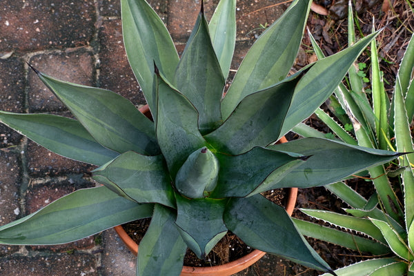 Image of Agave x nigra 'Mustard Shark'