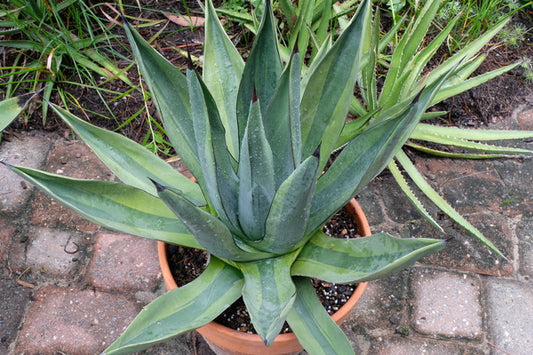 Image of Agave x nigra 'Mustard Shark' taken at Juniper Level Botanic Gdn, NC by JLBG