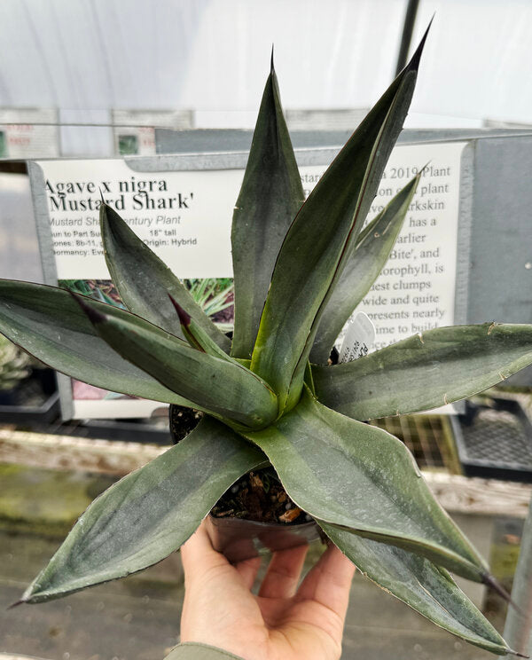 アガベ Agave Sharkskin 'Mustard Shark 2sets 285 Agave nickelima Mustard Shark | Mustard Shark Century Plant