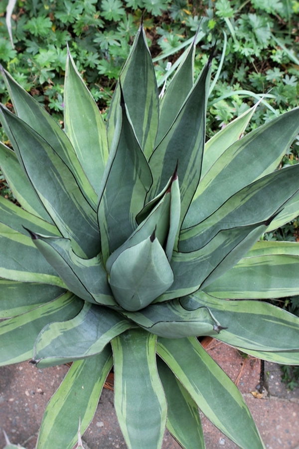 Agave  'Shark Bite' 318 Agave nigra Shark Bite