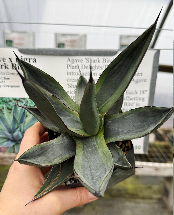 Image of Agave x nigra 'Shark Bite'