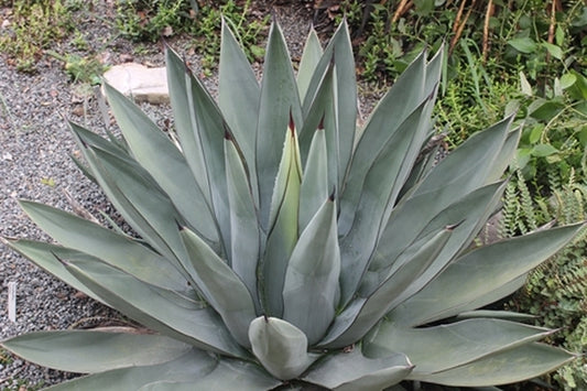 Image of Agave x nigra 'Sharkskin Shoes'