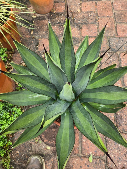 Image of Agave x nigra 'Sun Shark' taken at Juniper Level Botanic Gdn, NC by JLBG