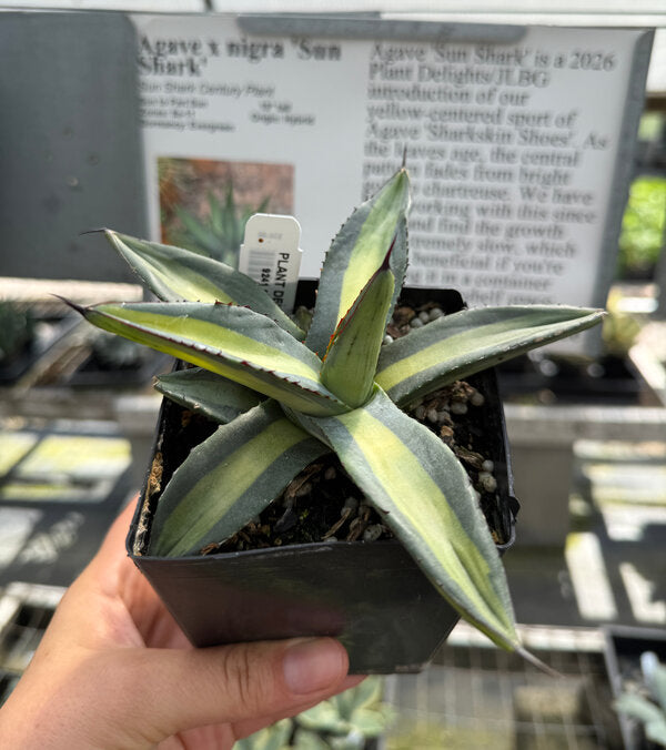 Agave x nigra 'Sun Shark' | Sun Shark Century Plant