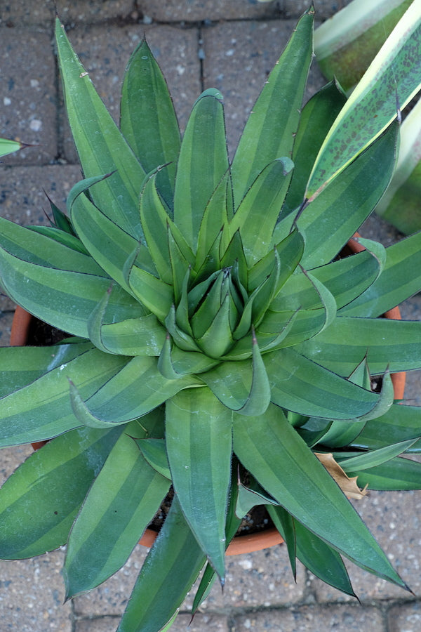 アガベ】大株 オブスキュラ レッドスカイライン 直径40cm 大株 オブ