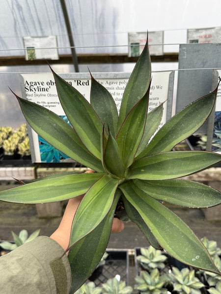 【SO】アガベ オブスキュラ レッドスカイライン Agave obscura Red Skyline | Red Skyline Obscure Century Plant