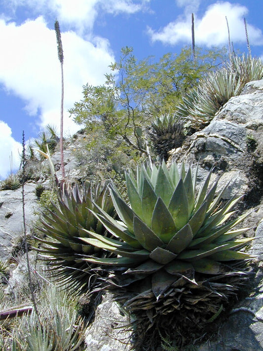 Image of Agave obscura by Yucca Do
