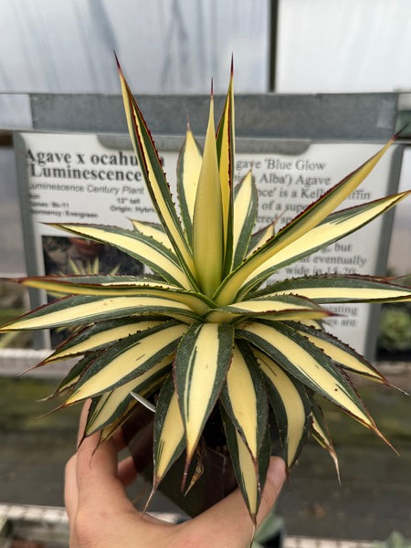 Image of Agave x ocahuata 'Luminescence'