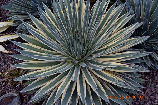 Image of Agave x ocahuata 'Snow Glow' taken at K. Griffin Gdn, CA by T. Avent