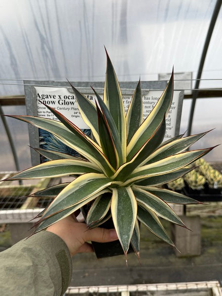 Agave x ocahuata 'Snow Glow' | Snow Glow Century Plant