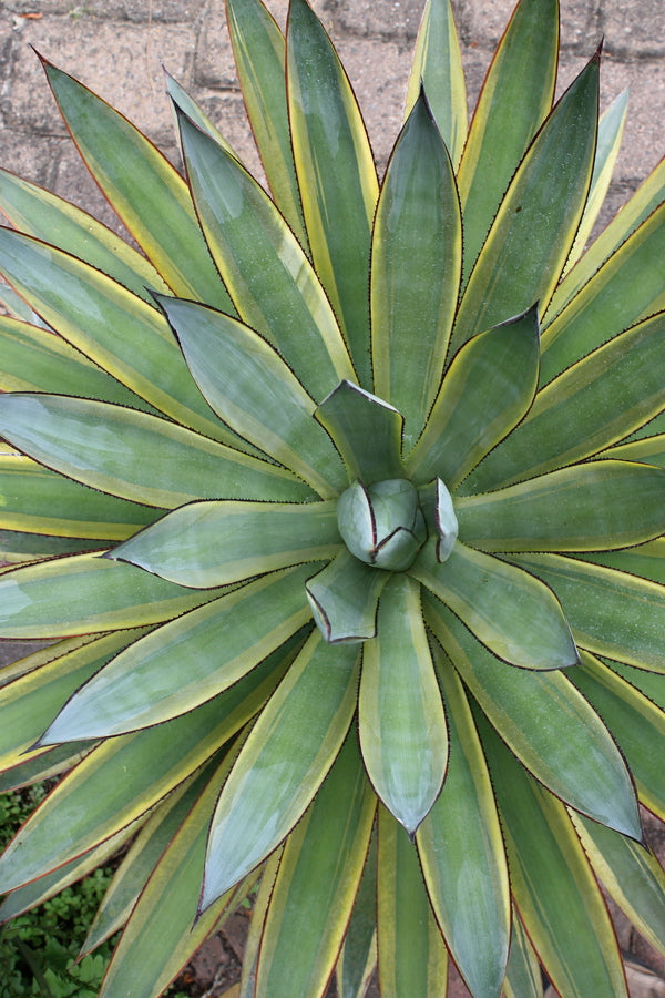 Learn about Agave x ocahuata 'Sun Glow' | Sun Glow Century Plant