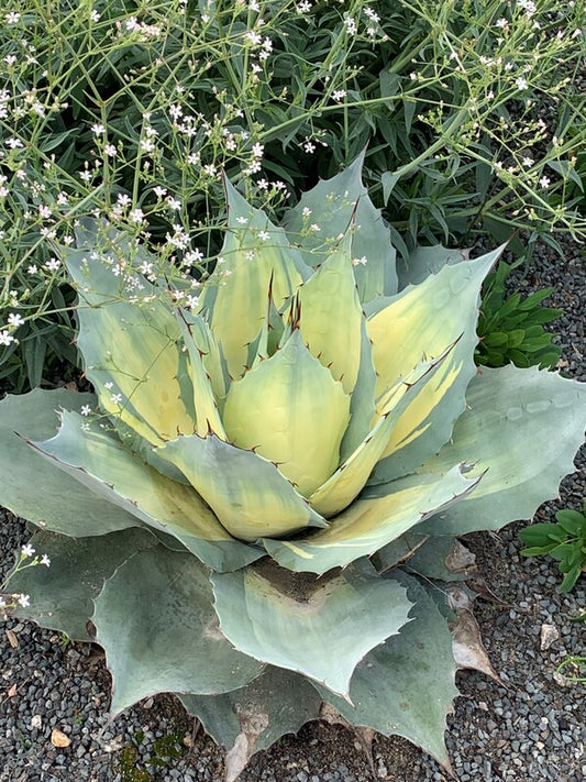 Image of Agave ovatifolia 'Awakening Angel' taken at Juniper Level Botanic Gdn, NC by C. Hardison