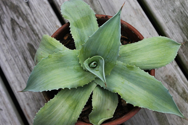 Image of Agave ovatifolia 'Frosted Flecks' taken at Juniper Level Botanic Gdn, NC by JLBG