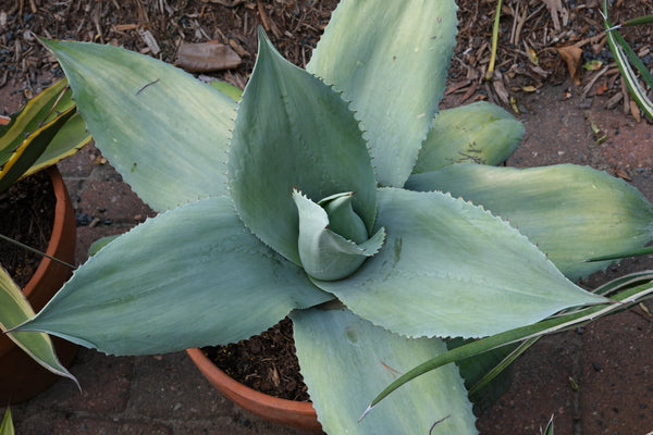 Image of Agave ovatifolia 'Frosted Flecks' taken at Juniper Level Botanic Gdn, NC by JLBG
