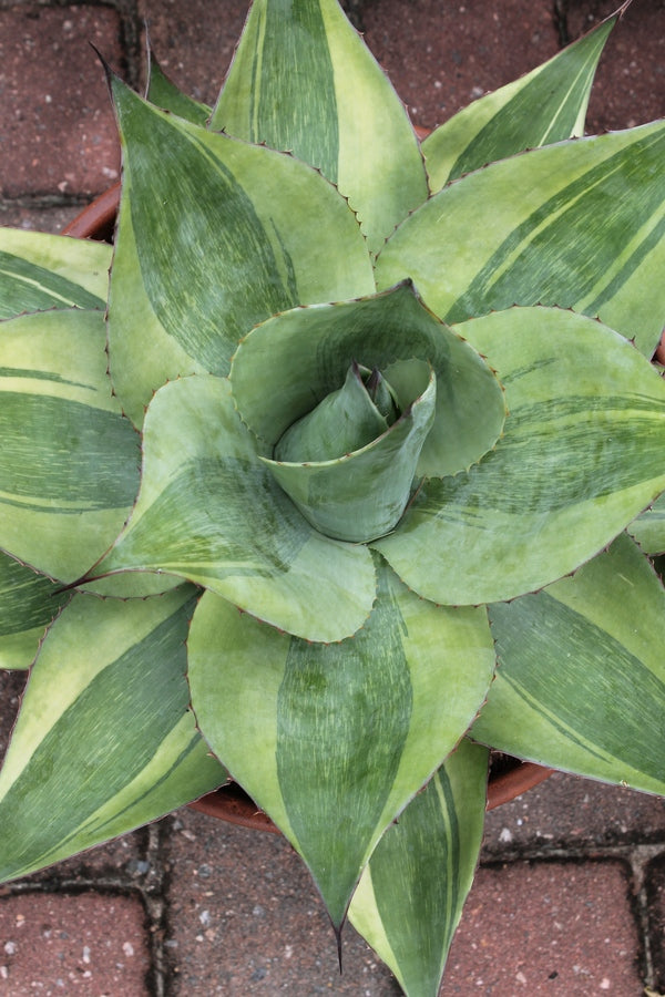 Image of Agave ovatifolia 'Killer' taken at Juniper Level Botanic Gdn, NC by JLBG