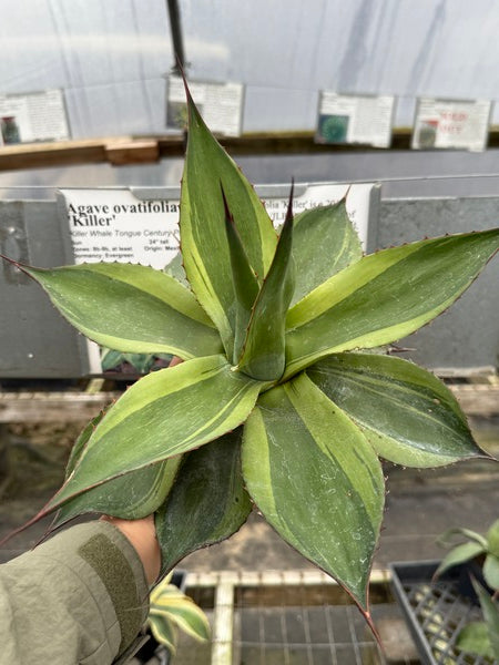 アガベ Agave ovatifolia 'Killer' 211 Agave ovatifolia 'Killer' | Killer Whale Tongue Century Plant