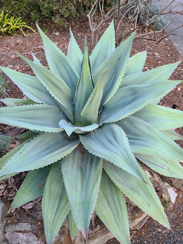 Agave ovatifolia Kraken | Kraken Whale's Tongue Century Plant
