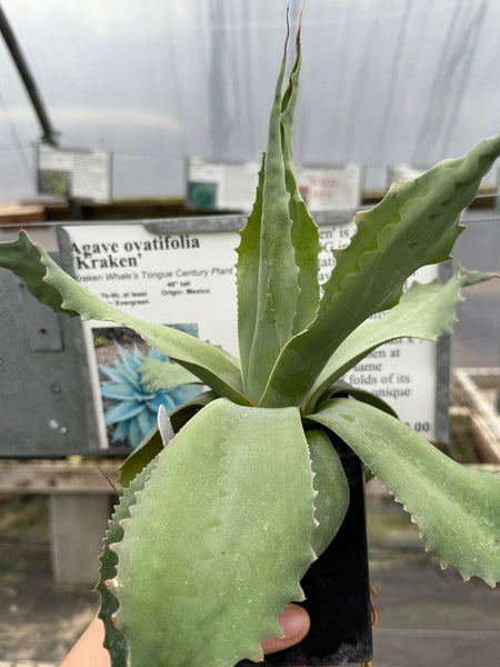 アガベ Agave ovatifolia 'Kraken' 92 Agave ovatifolia Kraken | Kraken Whale's Tongue Century Plant