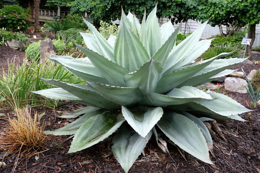 Image of Agave ovatifolia 'Vanzie' taken at Juniper Level Botanic Gdn, NC