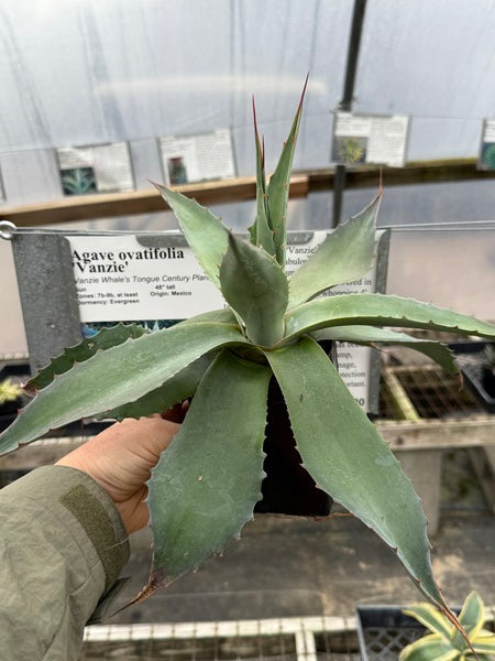 Agave ovatifolia 'Vanzie' | Vanzie Whale's Tongue Century Plant